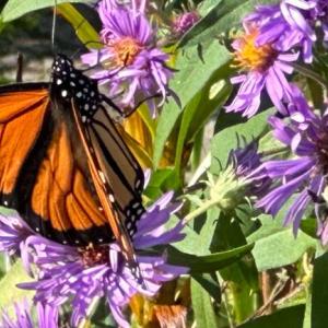 A monarch and bumblebee on asters. (Photo courtesy Merryspring Nature Center)