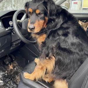 Pippin at the wheel. (Photo courtesy Beth Davis) Pippin at the wheel