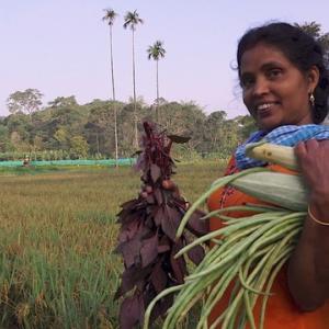 Sindhu harvest