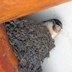 Barn swallows build their nest of mud and grass and often anchor it against a beam within a barn or other building to which they have access. This is a young bird getting ready to leave the nest. Photo by Courtney Celley/USFWS, courtesy of Wikimedia Commons Barn swallows build their nest of mud and grass and often anchor it against a beam within a barn or other building to which they have access. This is a young bird getting ready to leave the nest. Photo by Courtney Celley/USFWS, courtesy of Wikimedia Commons