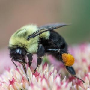 Gardeners can support pollinator resilience in their own backyards by adding crucial food and habitat resources to their gardens. (Photo courtesy University of Maine Cooperative Extension / Edwin Remsberg)