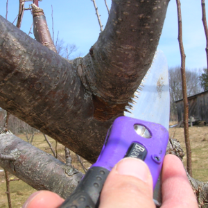 (Photo courtesy University of Maine and UMaine Cooperative Extension/Renae Moran) (Photo courtesy University of Maine and UMaine Cooperative Extension/Renae Moran)