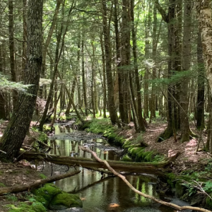 Appleton Preserve. (Photo courtesy Coastal Mountains) Appleton Preserve. (Photo courtesy Coastal Mountains)