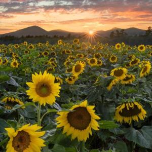 Darylann Leonard's "Field of Glory."