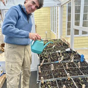 Charlie Costello, of the Maine Heirloom Seed Group, tends to some of the 600+ heirloom tomato seedlings that will be given away to visitors at Seed Fest. (Photo courtesy Rockport Public Library)