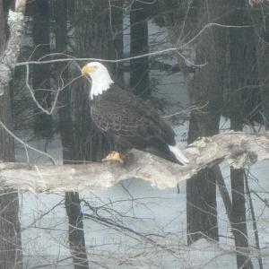 Eagle