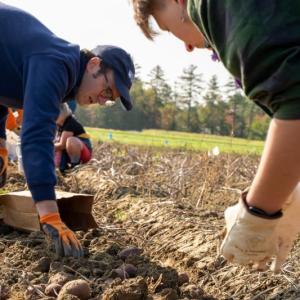 Brett Johnson, Extension sustainable agriculture and farm business management educator, harvests specialty potatoes at the UMaine Rogers Farm Research Facility in Old Town. (Photo courtesy University of Maine Cooperative Extension) Brett Johnson, Extension sustainable agriculture and farm business management educator, harvests specialty potatoes at the UMaine Rogers Farm Research Facility in Old Town. (Photo courtesy University of Maine Cooperative Extension)