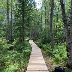 Rockland Bog Trail. (Photo by Georges River Land Trust)