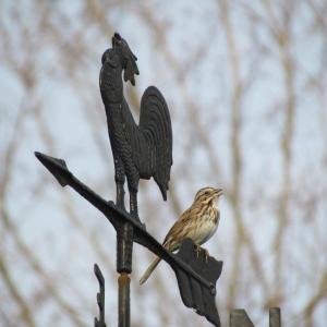 The few song sparrows that spent the winter around the authors' yard are now moving into "spring mode"—singing! (Photo courtesy of Allison Wells)