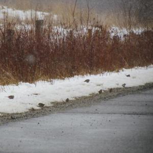 While birding following the recent snowstorm, the authors noted large flocks of sparrows along roadsides. Courtesy of Jeff Wells