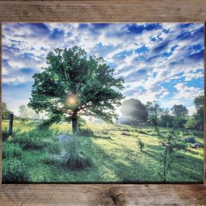 Photo of a large tree in a meadow on a sunny day