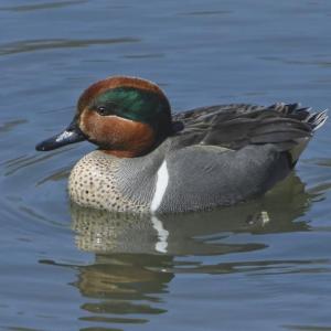 The green in the wing of the male green-winged teal may not always be visible, but the green patch in the rufous head is always striking. Courtesy of Mykola Swarnyk, courtesy of Wikimedia Commons
