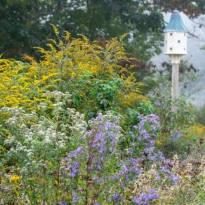 Resilient perennials support wildlife and pollinators while adding beauty to your garden. (Photo courtesy University of Maine Cooperative Extension/Edwin Remsberg)