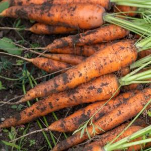 New techniques can help gardeners maintain a successful vegetable garden despite shifting weather challenges. (Photo courtesy University of Maine Cooperative Extension/Edwin Remsberg) New techniques can help gardeners maintain a successful vegetable garden despite shifting weather challenges. (Photo courtesy University of Maine Cooperative Extension/Edwin Remsberg)