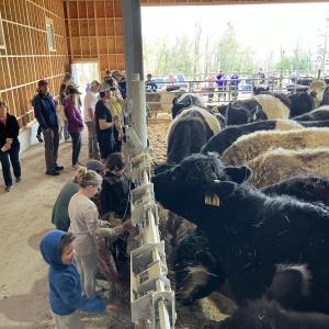 Inside Aldermere's Program Barn during the 2024 Calf Unveiling Day. (Photo by Aaron Englander)