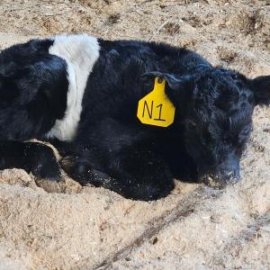 Aldermere's first spring 2025 Belted Galloway calf born on March 9. (Photo by Robbie McLintock)