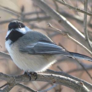 Adding to the bird song symphony are chickadee alarm calls when they see hawk in the area. (Photo courtesy of Jeff Wells)