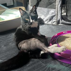  Catthiew. (Photo courtesy Pope Memorial Humane Society)
