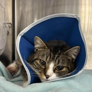  Cupid. (Photo courtesy Pope Memorial Humane Society)