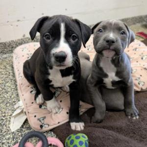  Dotty's Puppies. (Photo courtesy Pope Memorial Humane Society)
