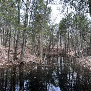 A vernal pool at Freedom Forest Preserve. (Photo courtesy of Sebasticook Regional Land Trust) c