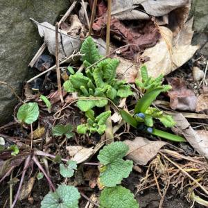 Cowslip, a kind of primrose, emerges for the season. (Photo by Diane O’Brien) Cowslip