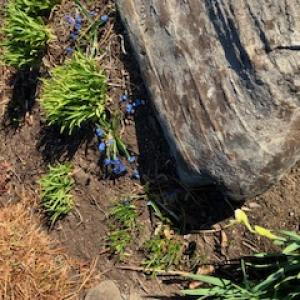 A dash of blue (Photo courtesy Susan Kanellakis)