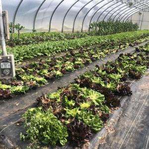 Green Houses Provide a Layer of Warmth for Winter Vegetables