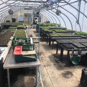 Table after table of budding vegetable plants-