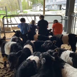 The 2024 Spring Farm Hands participants practice haltering Aldermere Farm's Belted Galloway calves. (Photo courtesy MCHT)