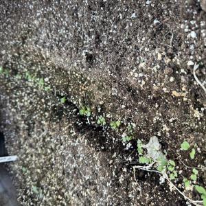 Plants