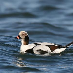 Some long-tailed ducks migrate from the Maine coast to the Nunavut Territory thousands of miles to the North in order to nest. The official adoption of the Nunavut Land Use Plan will be crucial to ensuring their breeding grounds remain intact and healthy. (Photo by Wolfgang Wander, courtesy of Wikimedia Commons.)