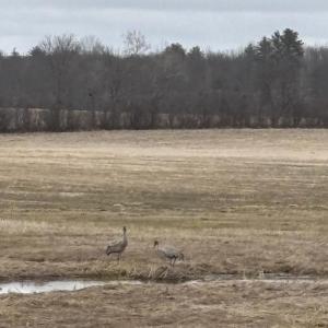 During a recent visit to their favorite local "pop-up pond," the authors finally find what they had hoped to see there for years: sandhill cranes! Courtesy of Allison Wells