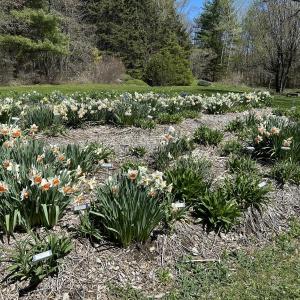 Springtime garden at Merryspring. (Photo courtesy Merryspring Nature Center)