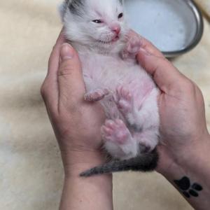 Talico's Kitten. (Photo courtesy Pope Memorial Humane Society)