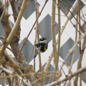 Yellow-rumped warblers are among the newly arrived bird species the authors have been enjoying during morning walks with their dog. (Photo courtesy of Jeff Wells)