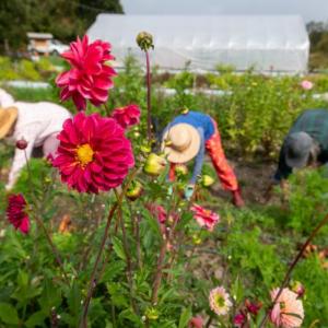 (Photo courtesy University of Maine Cooperative Extension/Edwin Remsberg)