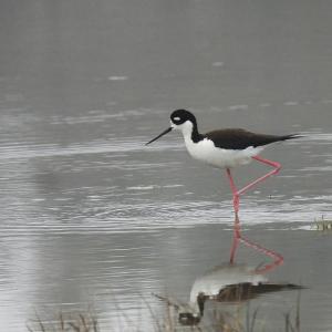 Maine is currently hosting several of the rare-to-the-state black-necked stilt this spring, including in Cape Elizabeth, where this photo was taken. Courtesy of Rob Speirs