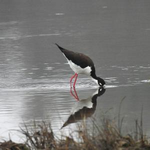 All of the world's stilt species have long, pink legs; black bill, and striking white and/or black plumage. Courtesy of Rob Speirs