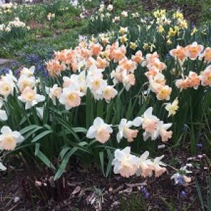 Daffodils at Merryspring. (Photo courtesy Merryspring Nature Center) Daffodils at Merryspring. (Photo courtesy Merryspring Nature Center)