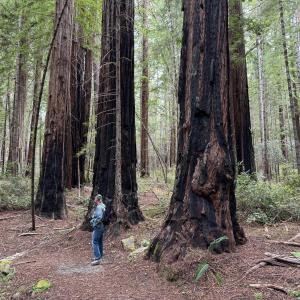 Redwoods