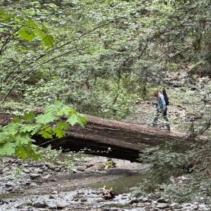 Sasquatch