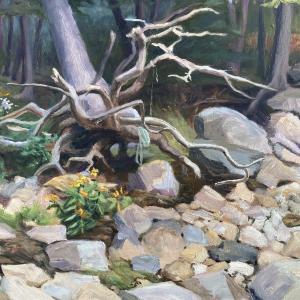 Torn Tree - K. Strong. (Photo courtesy Maine Coastal Islands National Wildlife Refuge Visitor Center)