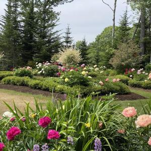 (Photo courtesy The Belfast Garden Club) (Photo courtesy The Belfast Garden Club)