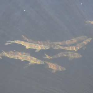 Alewives (Photo courtesy Maine Dept. of Marine Resources) Alewives (Photo courtesy Maine Dept. of Marine Resources)