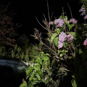 Lilacs glowing in the night provided the perfect backdrop for the authors as they sat on their porch listening as hundreds, maybe thousands of birds migrated overhead from their southern wintering grounds to their breeding areas in the North. Courtesy of Jeff Wells