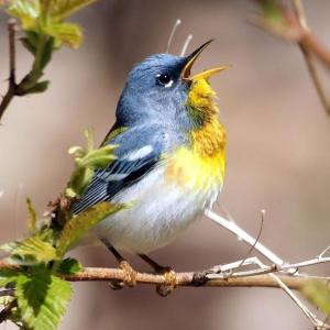 Northern Parula. (Photo courtesy Kirk Gentalen)