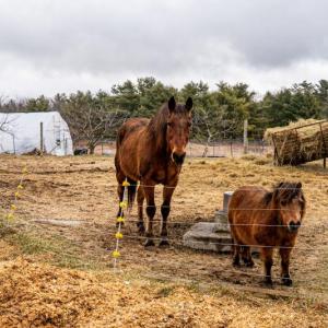(Photo University of Maine Cooperative Extension)