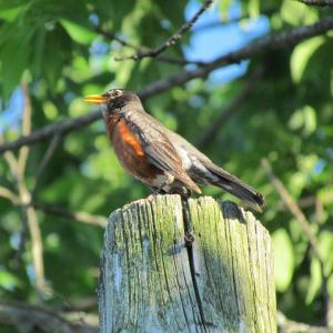 The authors have noticed a resurgence in American robins singing as they walk through their neighborhood. (Photo courtesy of Jeff Wells)