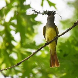 Female great crested flycatchers sometimes add lots of material into the nest cavity in order to ensure that the nest cup itself is not too deep. Photo by WildReturn, courtesy of Wikimedia Commons